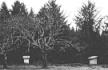 Image, 1940, Lewis and Clark Fort Clatsop location, click to enlarge