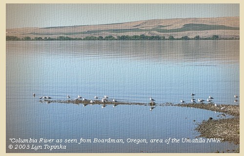Columbia River from Boardman, part of the Umatilla NWR, 2003