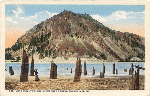 Submerged Forest, ca.1920