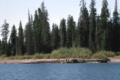 <i>E.C. Waters</i> shipwreck on Stevenson Island in 1994. (Click image to view full size.) <i>E.C. Waters</i> shipwreck on Stevenson Island in 1994. (Click image to view full size.)