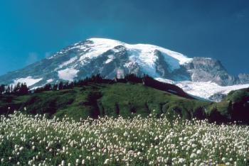 Mount Rainier, Washington mit Blumen aus dem Paradies, der Mount Rainier National Park.  (Klicken Sie auf Bild, um in voller Größe zu sehen.)