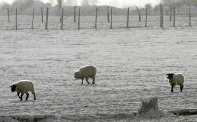 Ash covered the pasture reducing livestock access to feed in Futaleufú following the 2008 Chaitén eruption.
 (Click image to view full size.)