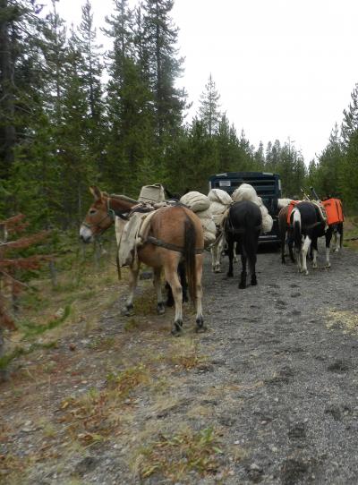 Mules loaded with sampling equipment and supplies for a mission to collect gas and thermal water samples from the Bechler River area in the southwest part of Yellowstone National Park (Click image to view full size.) Mules loaded with sampling equipment and supplies for a mission to collect gas and thermal water samples from the Bechler River area in the southwest part of Yellowstone National Park (Click image to view full size.)