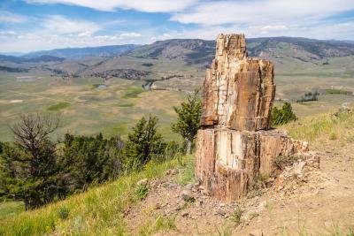 Upright petrified tree in Yellowstone National Park. NPS photo by Jacob Frank. (Click