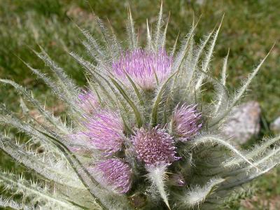 Everts thistle (Click image to view full size.) Everts thistle (Click image to view full size.)